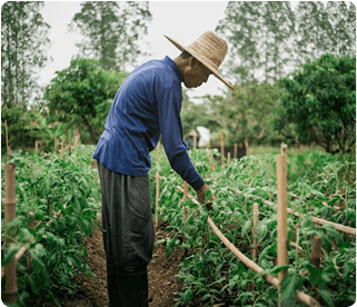woman looking fruits